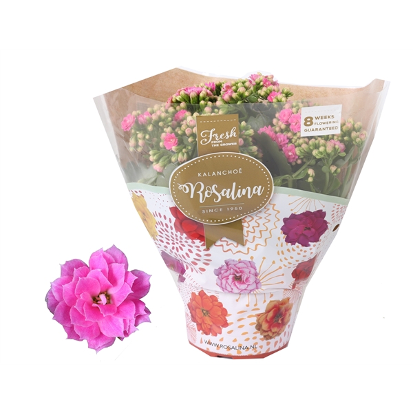 <h4>Kalanchoe Rosalina Don Nando 15cm</h4>