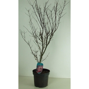 Acer palmatum 'Skeeters Broom' P26