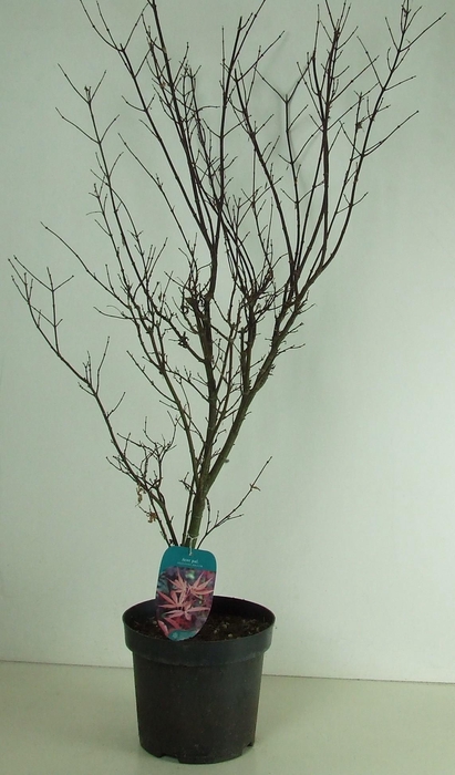 <h4>Acer palmatum 'Skeeters Broom' P26</h4>