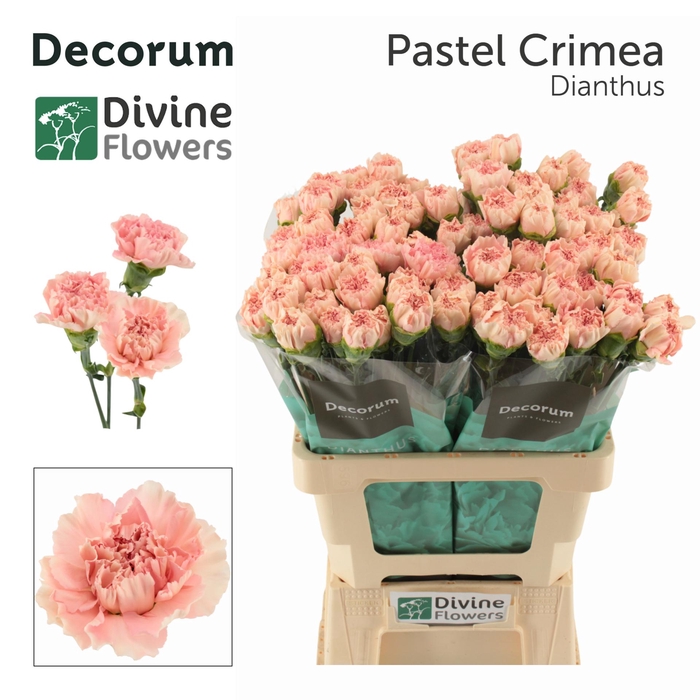 <h4>Di St Pastel Crimea</h4>