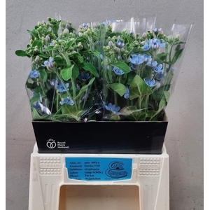 OXY CO TAN PURE BLU