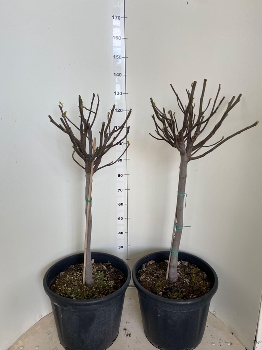 <h4>FICUS CARICA</h4>