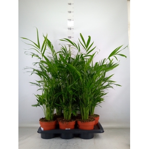 Chamaedorea cataractarum