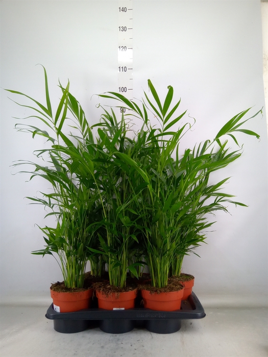 <h4>Chamaedorea cataractarum</h4>