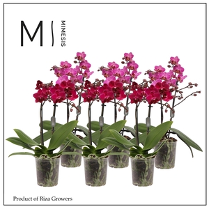 Phalaenopsis Purple 2 spike - 9cm | Mimesis