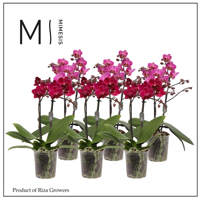 <h4>Phalaenopsis Purple 2 spike - 9cm | Mimesis</h4>