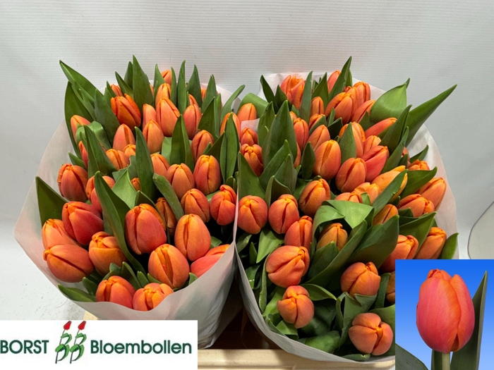 <h4>TU EN TIME OUT</h4>