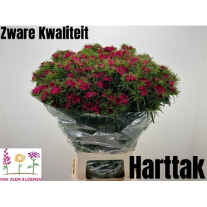 DI BARB WILL BL CHER