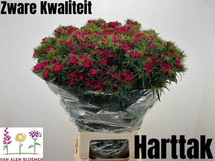 <h4>DI BARB WILL BL CHER</h4>