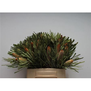 Banksia Hookeriana Small