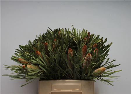 <h4>Banksia Hookeriana Small</h4>