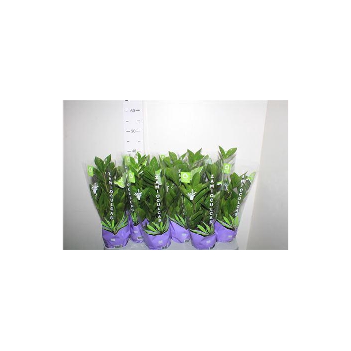 <h4>** Zamio Zamiifolia 4+ ** Promo</h4>