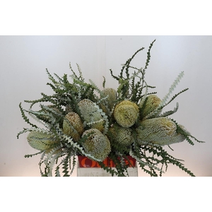 Banksia Speciosa