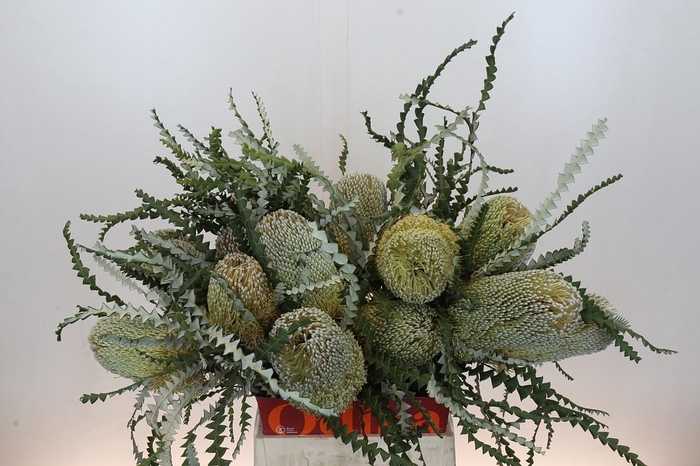 <h4>Banksia Speciosa</h4>