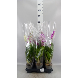 Dendrobium  'Sa-Nook'   ...mix 3