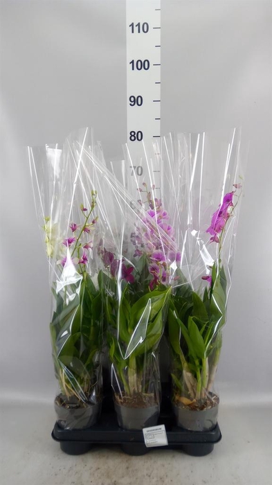 <h4>Dendrobium  'Sa-Nook'   ...mix 3</h4>