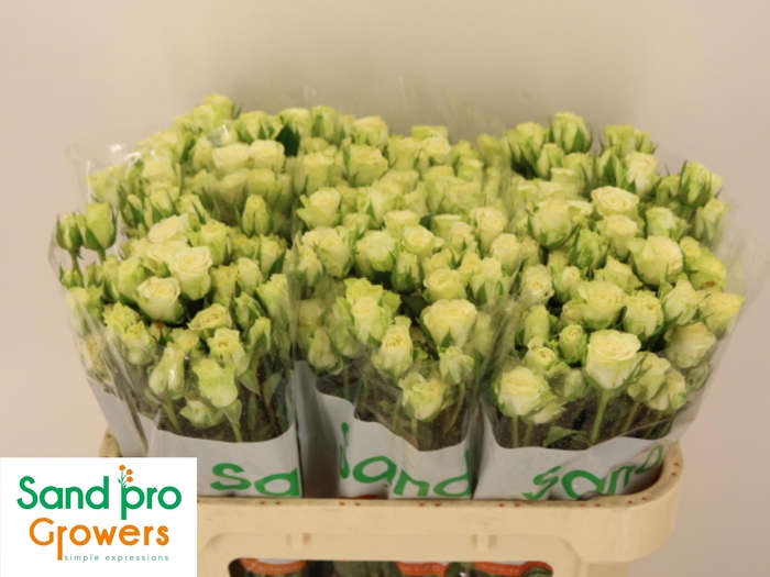 <h4>R TR SNOWFLAKE</h4>