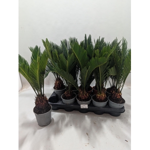 CYCAS REVOLUTA