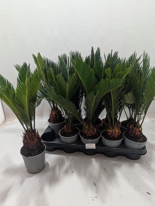 <h4>CYCAS REVOLUTA</h4>