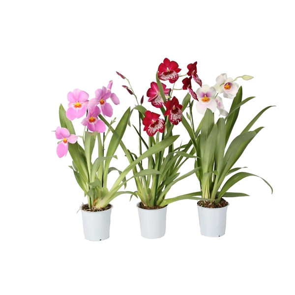 <h4>Miltonia 2 tak mix 12 cm</h4>