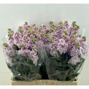 MATTH IRON CHERRY BL