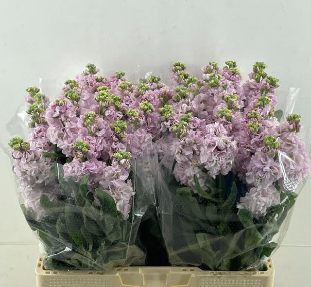 <h4>MATTH IRON CHERRY BL</h4>