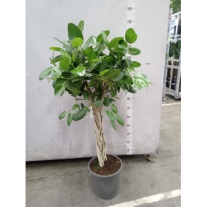 Ficus benghalensis 'Audrey'