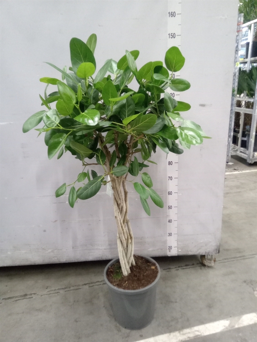 <h4>Ficus benghalensis 'Audrey'</h4>