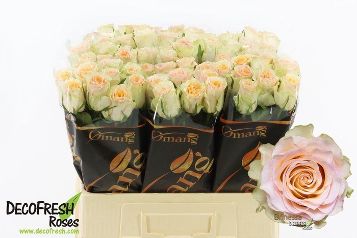 <h4>Rosa large brinessa</h4>