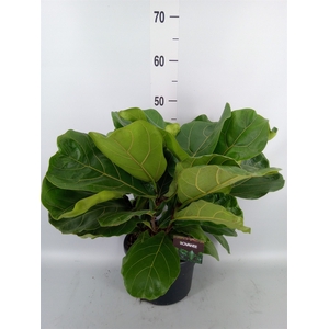 Ficus lyrata