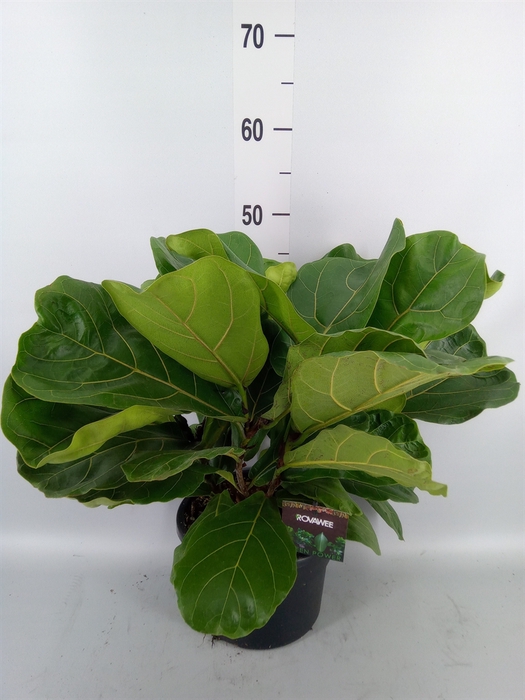 <h4>Ficus lyrata</h4>