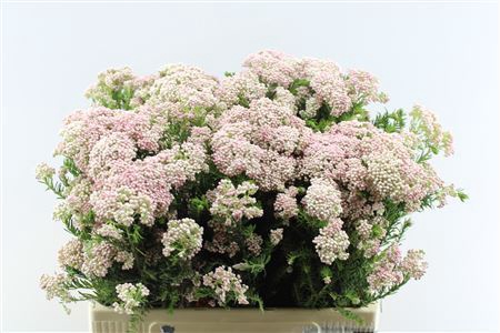 <h4>Ozoth Cooks Tall Pink</h4>