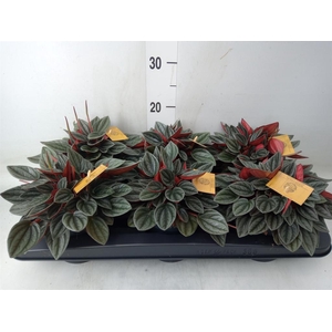 Peperomia caperata 'Santorini'