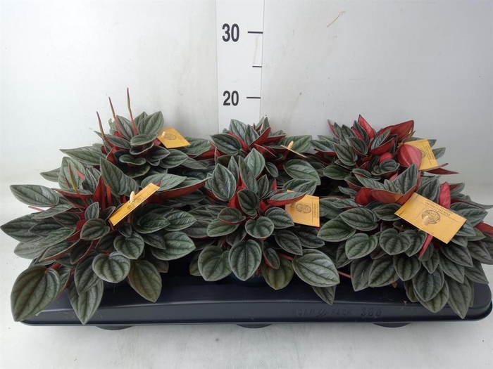 <h4>Peperomia caperata 'Santorini'</h4>