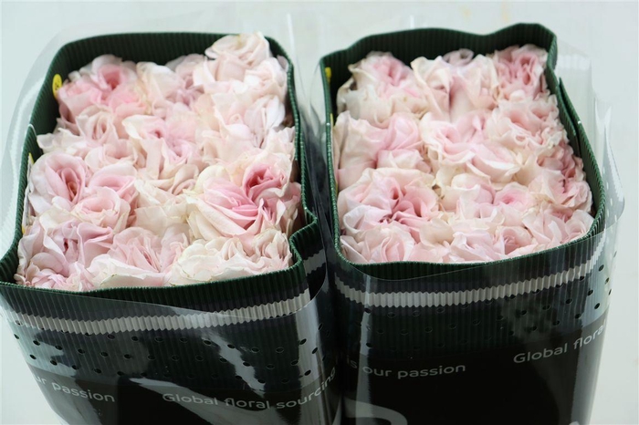 <h4>R Gr Powder Puff</h4>