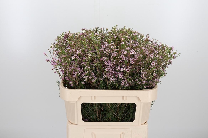 <h4>Chame Un Early Nir</h4>