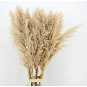 DF Pampas 140cm Natural Cream