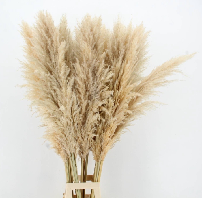<h4>DF Pampas 140cm Natural Cream</h4>