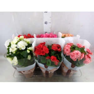 Begonia elat. DU   ...mix