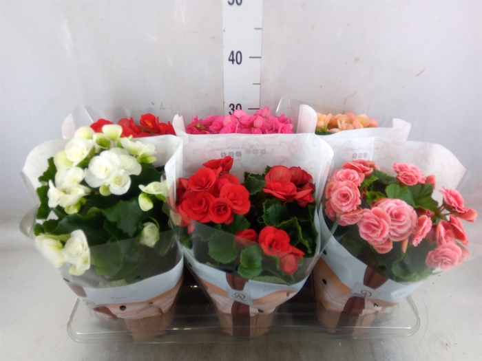 <h4>Begonia elat. DU   ...mix</h4>
