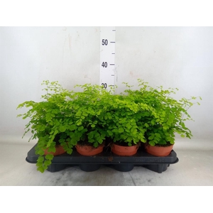 Adiantum raddi. 'Fragrans'