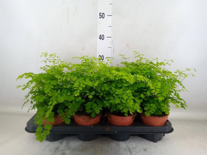 <h4>Adiantum raddi. 'Fragrans'</h4>