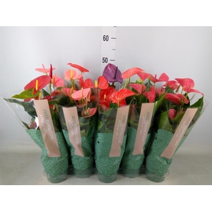 Anthurium   ...mix