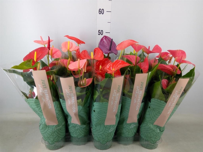 <h4>Anthurium   ...mix</h4>