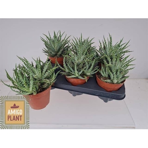 ALOE HU SAFARI MARA