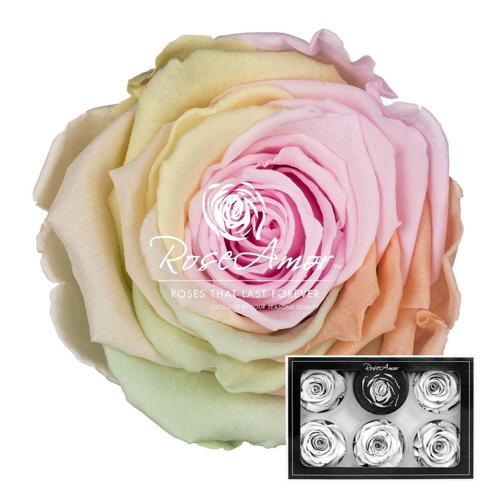 <h4>Xl Rainbow Pin99</h4>