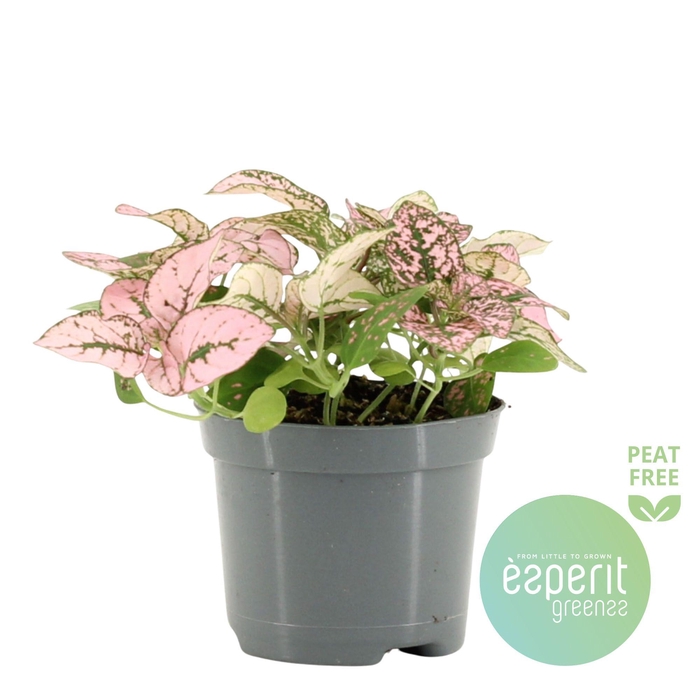 <h4>Hypoestes Pink</h4>