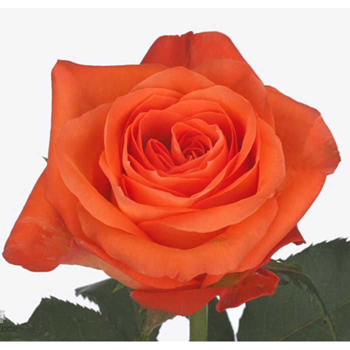 <h4>Rosa Copacabana</h4>