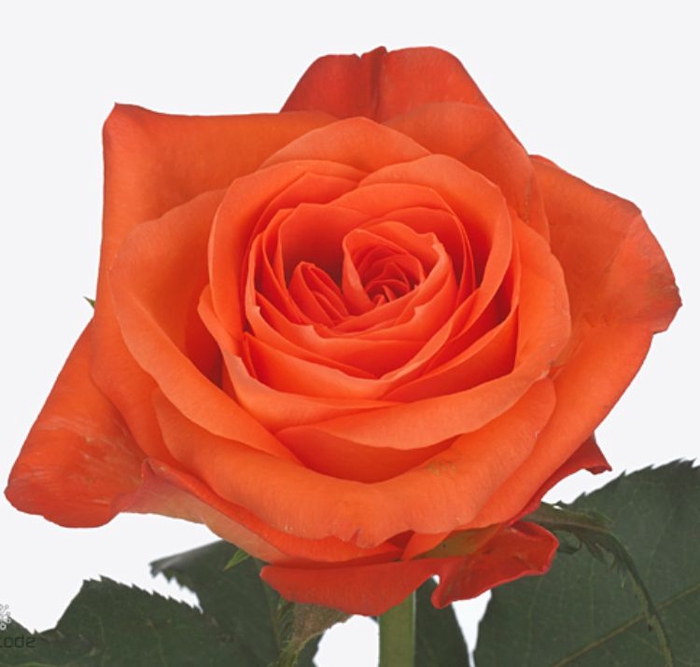 Rosa Copacabana