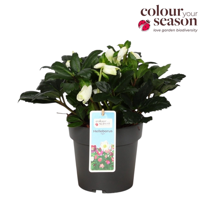 <h4>Helleborus Niger P15</h4>